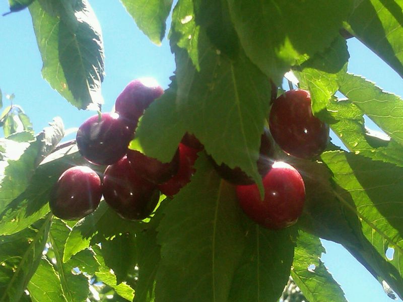 Cherry Picking3-juliewrightlandcompany