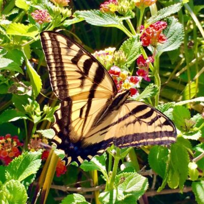 We are all Caterpillars