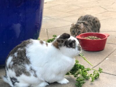 rabbit and cat