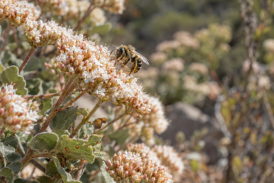 Bee visiting pale California buckwheat blooms in a dry garden