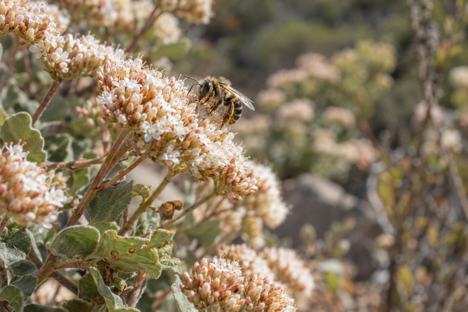 Bee visiting pale California buckwheat blooms in a dry garden